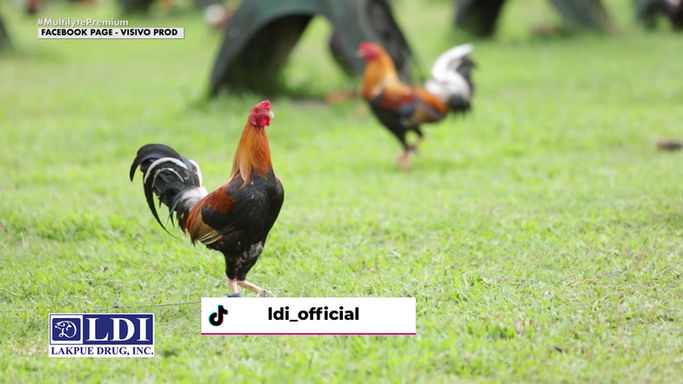 LDI National Endorser John Uy Bico ng JUB Gamefarm mula Iloilo Ibibigay ang kanyang Matagumpay na Cording Practices sa Powered by LDI July 26, 2025